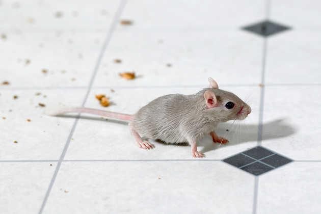 Mice Pest Control Los Angeles