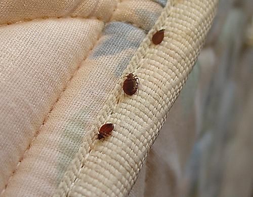 Bed Bug Treatment