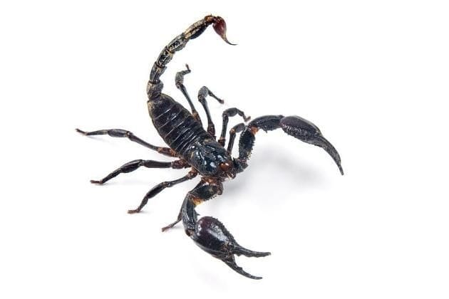 Scorpion Pest Control Los Angeles CA