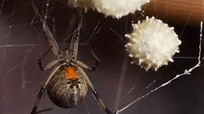 Spider Pest Control Los Angeles CA